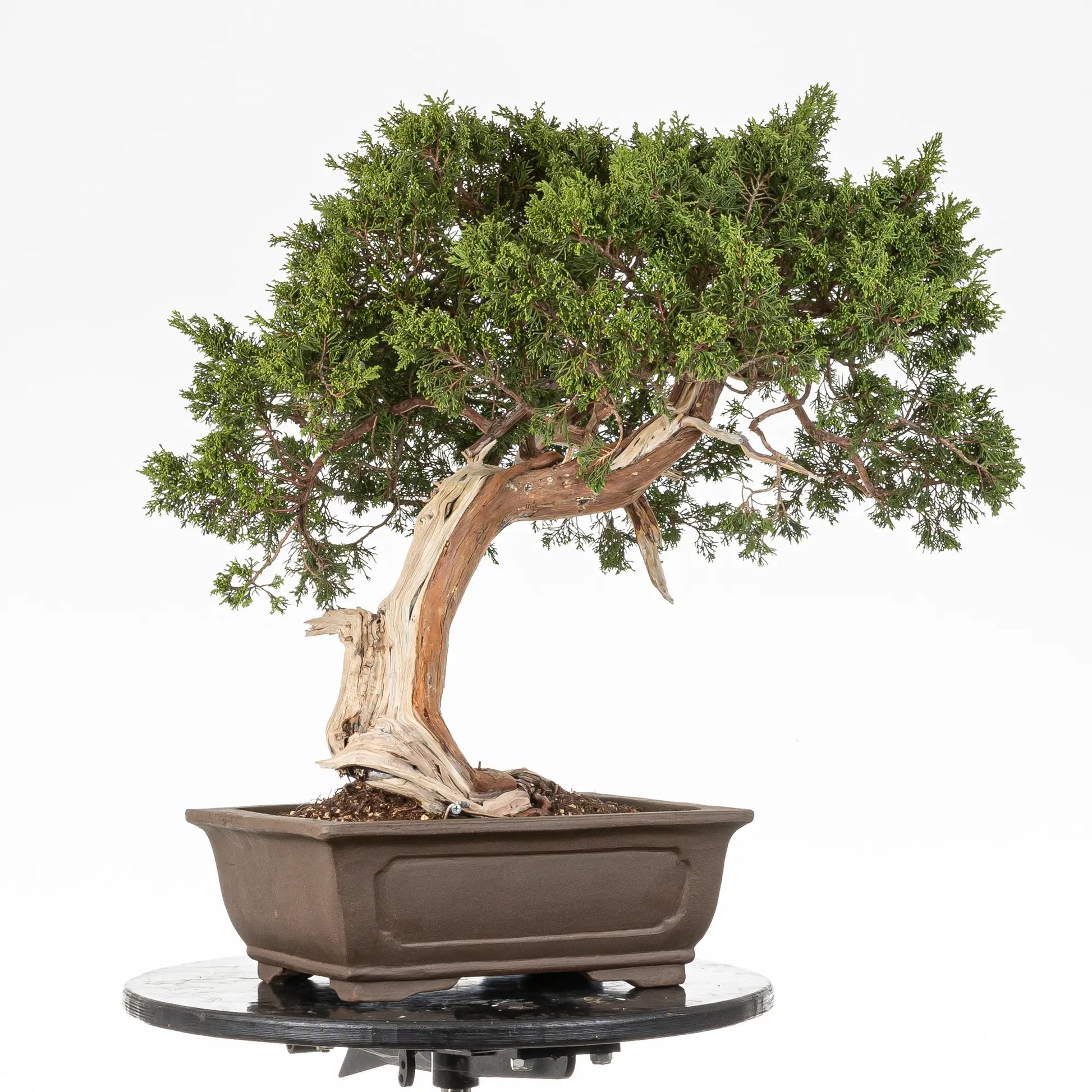 Posible frene de juniperus sabina