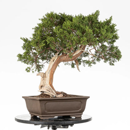 Posible frene de juniperus sabina