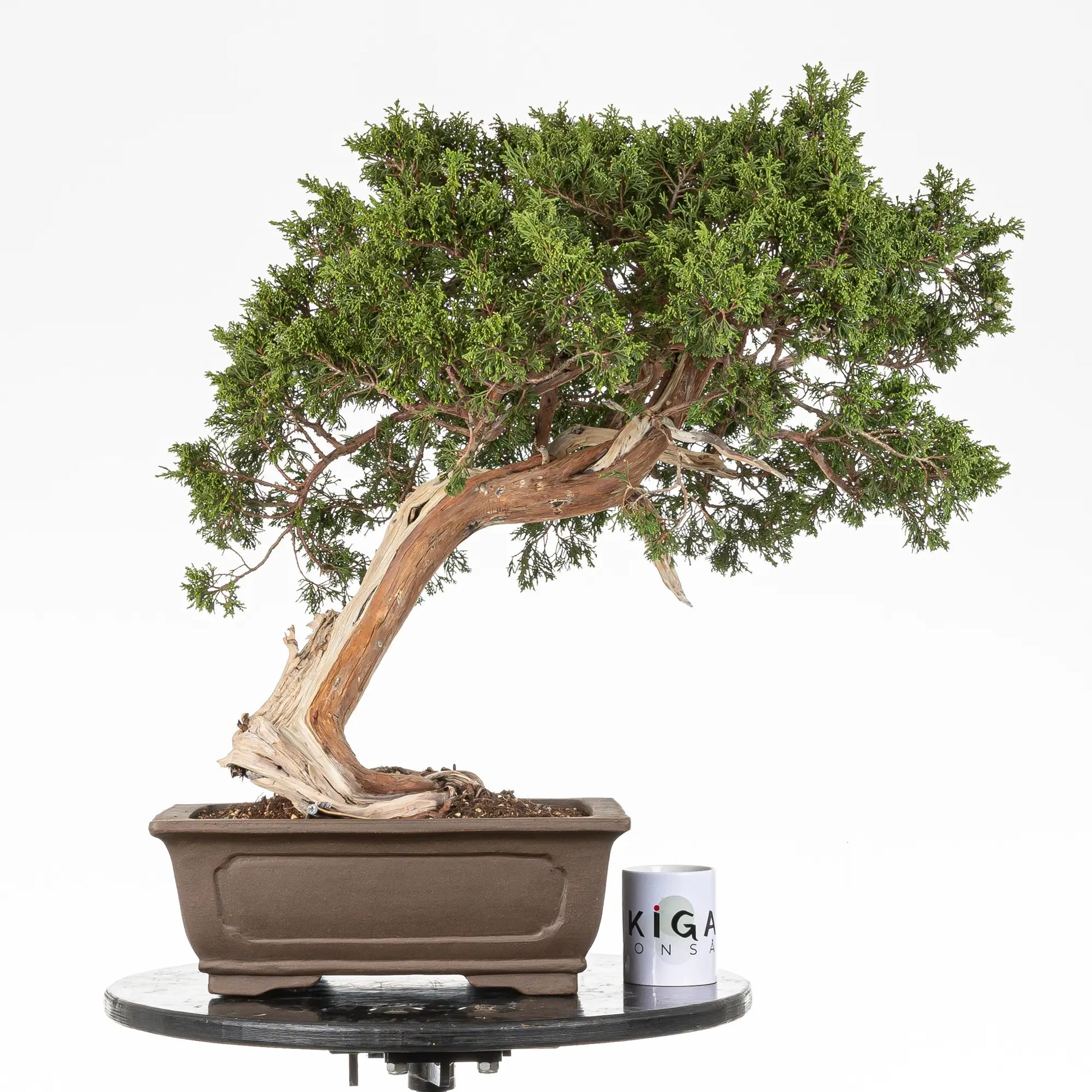 Comparativa de tamaño de bonsai yamadori de juniperus sabina con una taza de café de la tienda ikigai bonsai