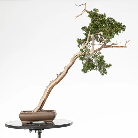 Bonsai yamadori de juniperus sabina bunjin y tamaño dai