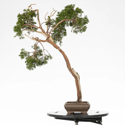 Cara derecha de bonsai yamadori de juniperus sabina