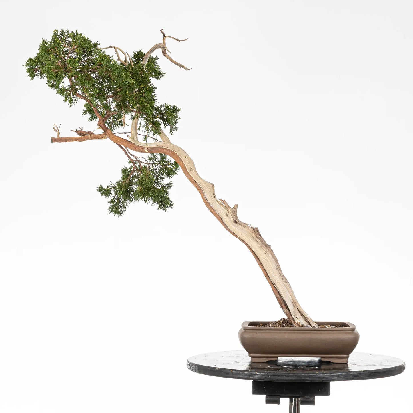 Cara trasera de bonsai yamadori de juniperus sabina