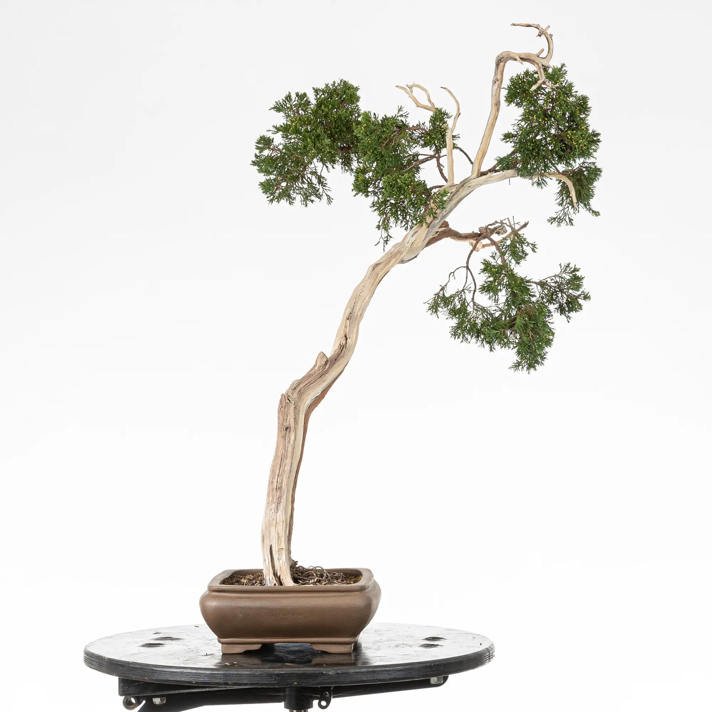 Cara izquierda de bonsai yamadori de juniperus sabina