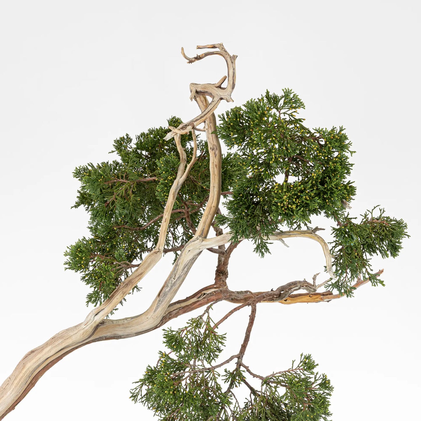 Detalle de ramas y tenjin de bonsai yamadori de juniperus sabina
