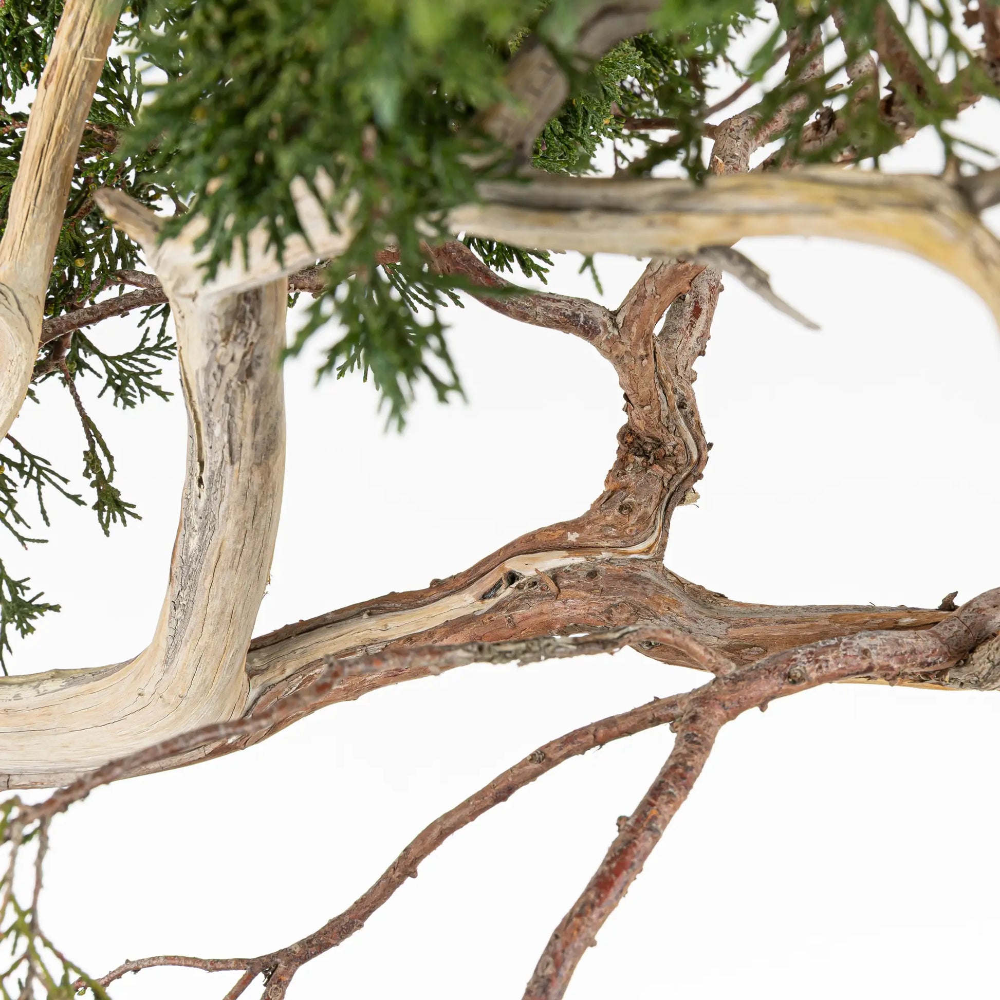 Detalle de rama y shari de bonsai yamadori de Juniperus sabina
