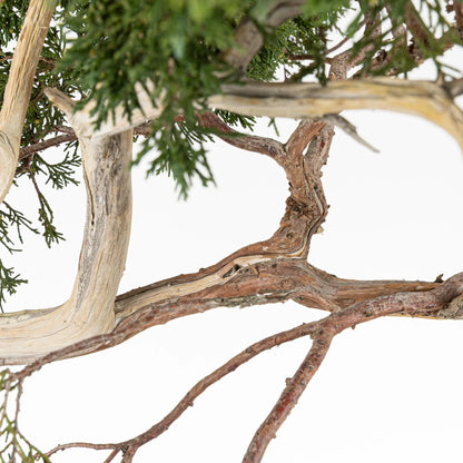 Detalle de rama y shari de bonsai yamadori de Juniperus sabina