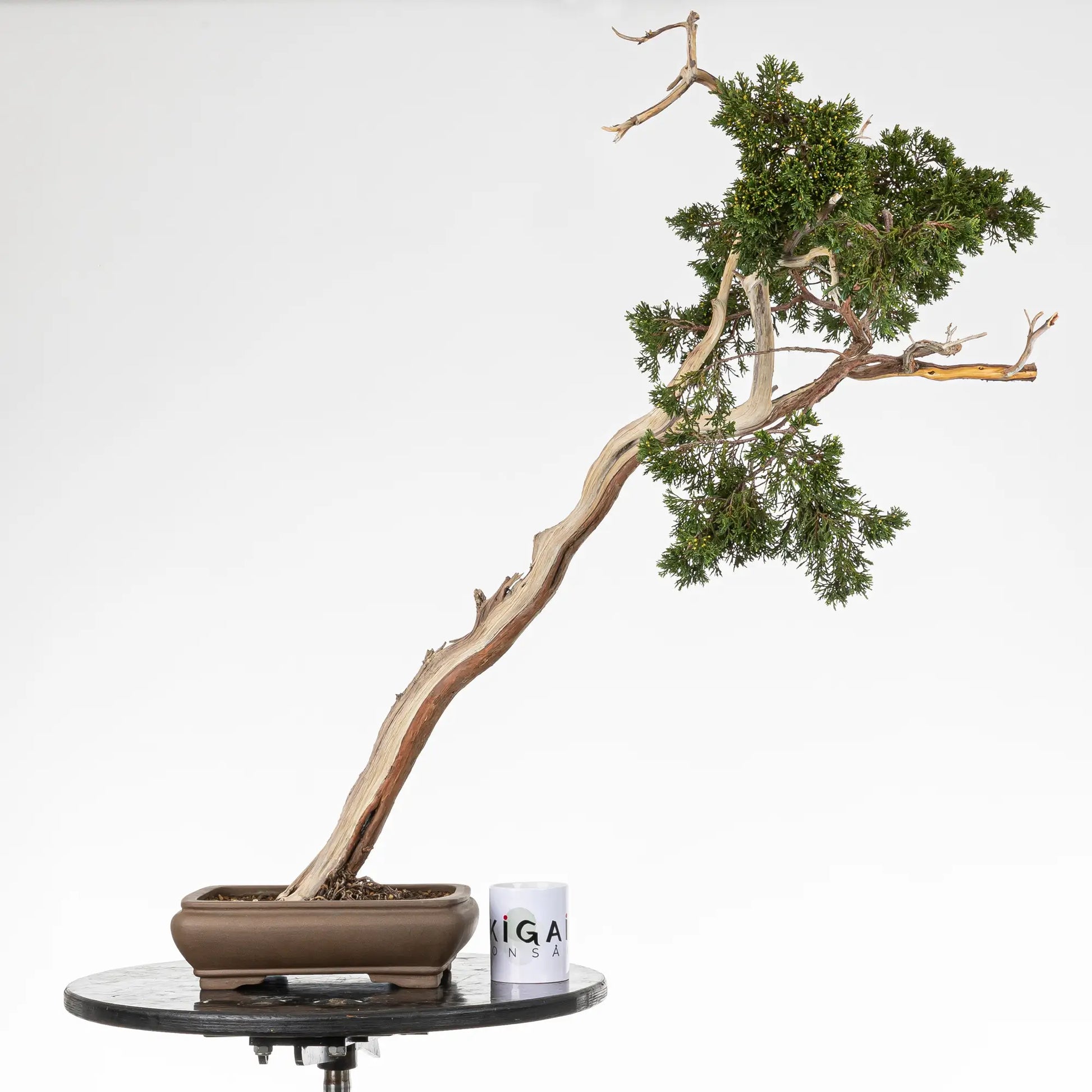 Comparativa de tamaño de bonsai yamadori de juniperus sabina con una taza de café de la tienda ikigai bonsai.
