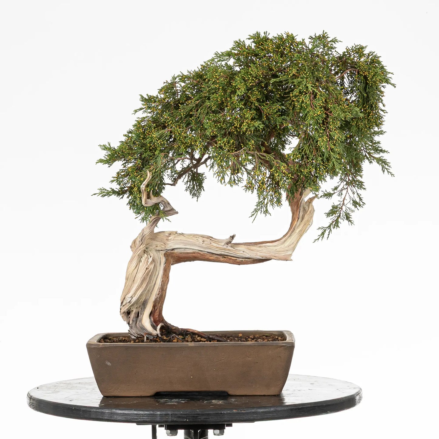 Bonsai yamadori de juniperus sabina bunjin en tamaño dai