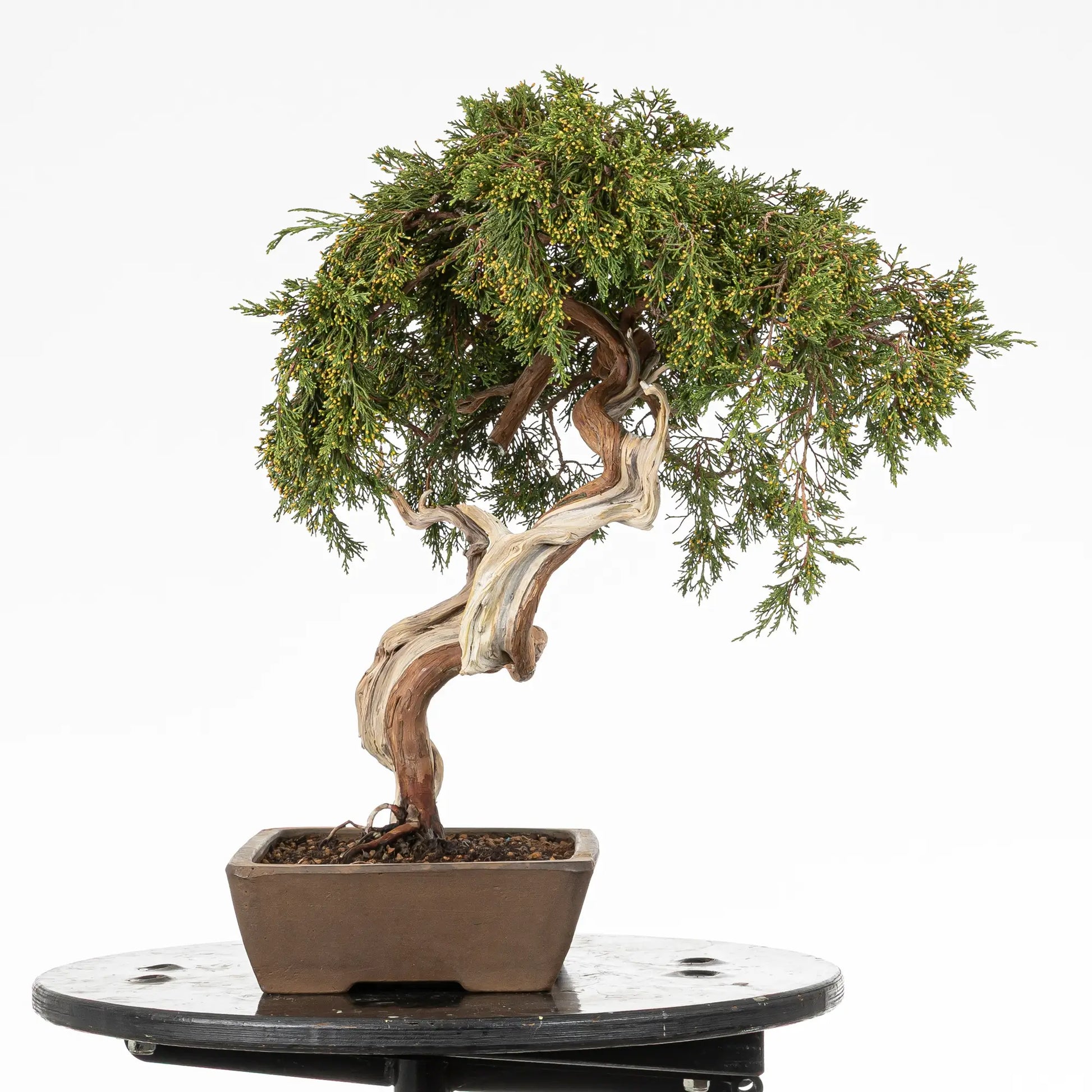 Cara izquierda de bonsai de juniperus sabina