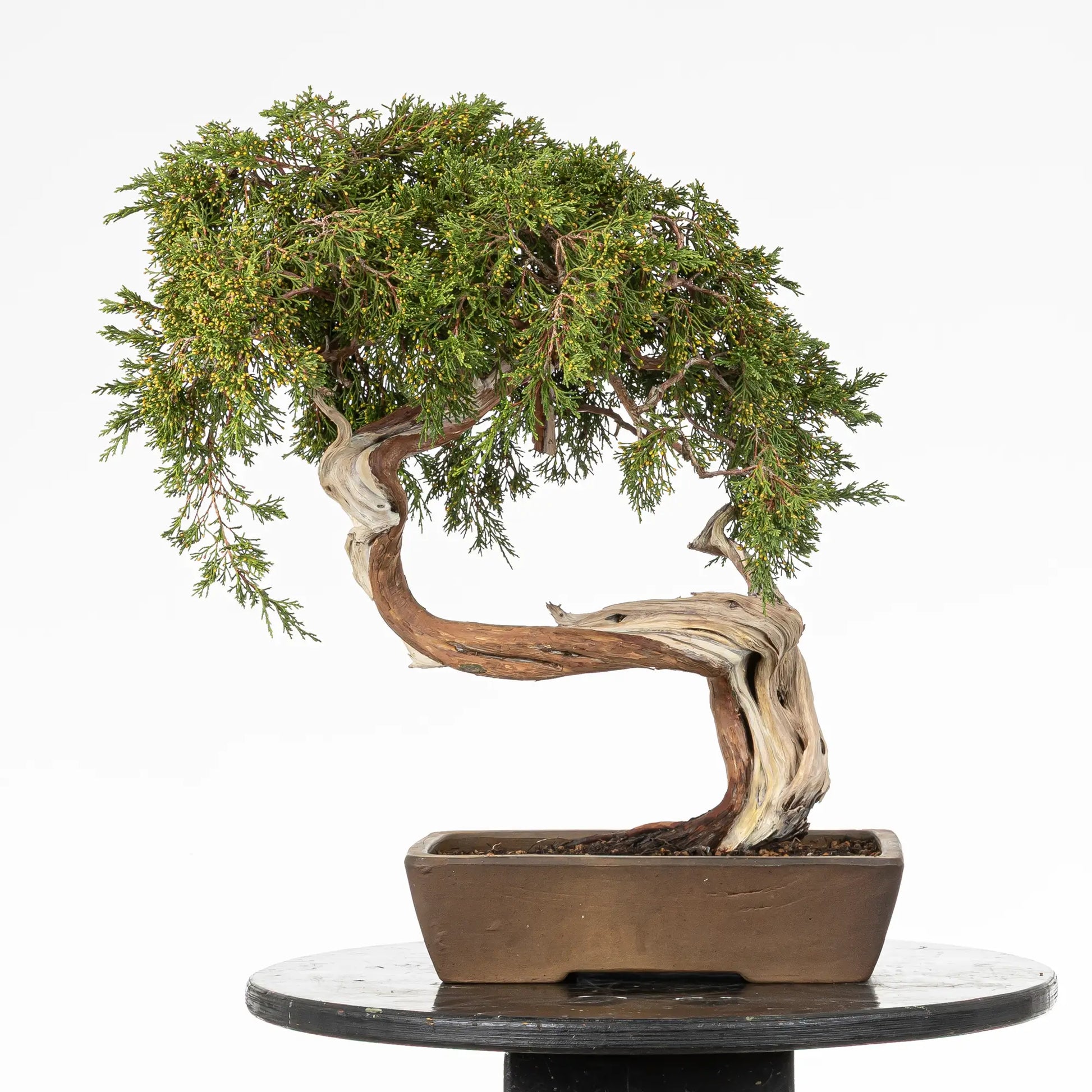 Cara trasera de bonsai de juniperus sabina
