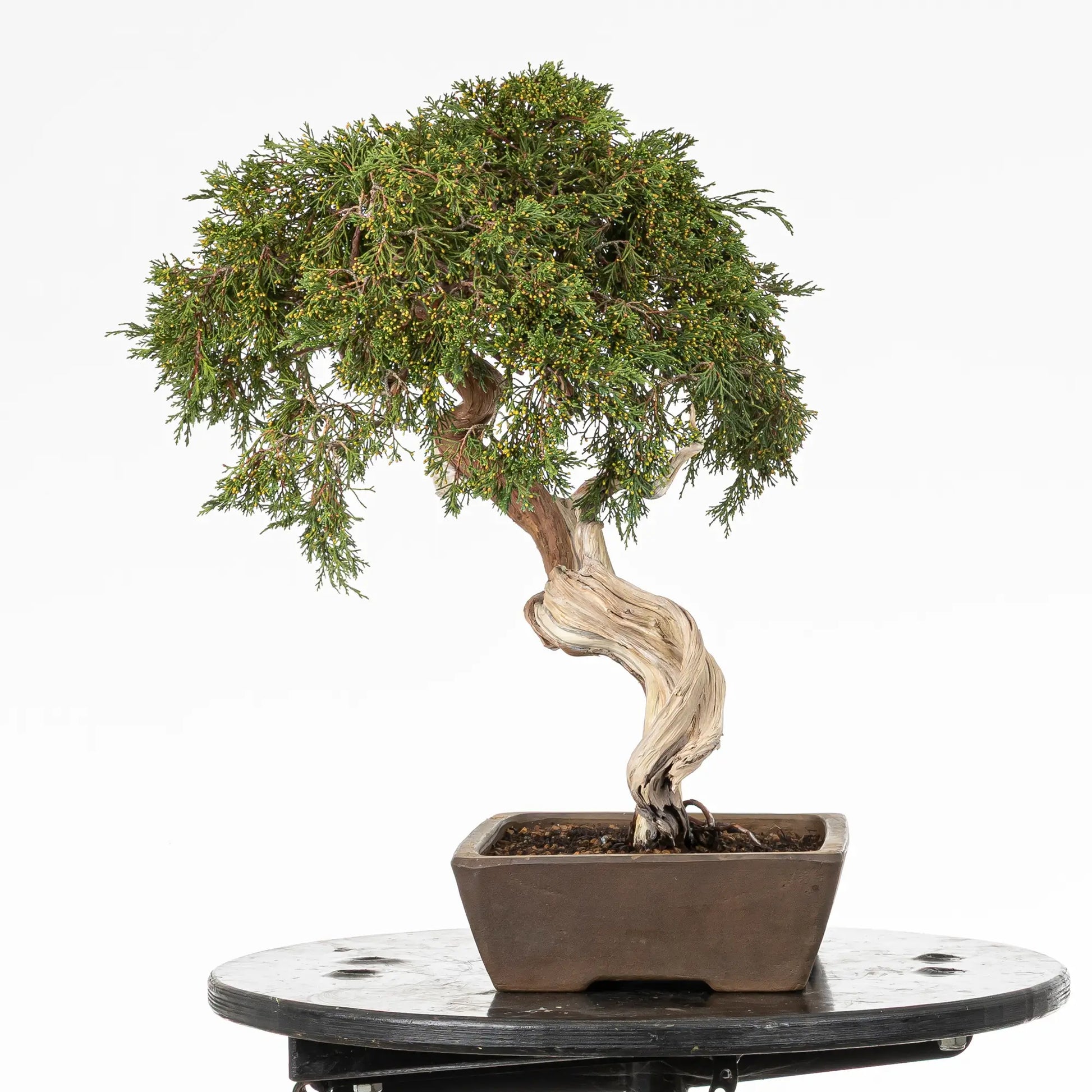 Cara izquierda de bonsai de juniperus sabina