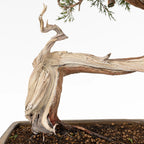 Detalle de vena, shari y jin de bonsai yamadori de juniperus sabina