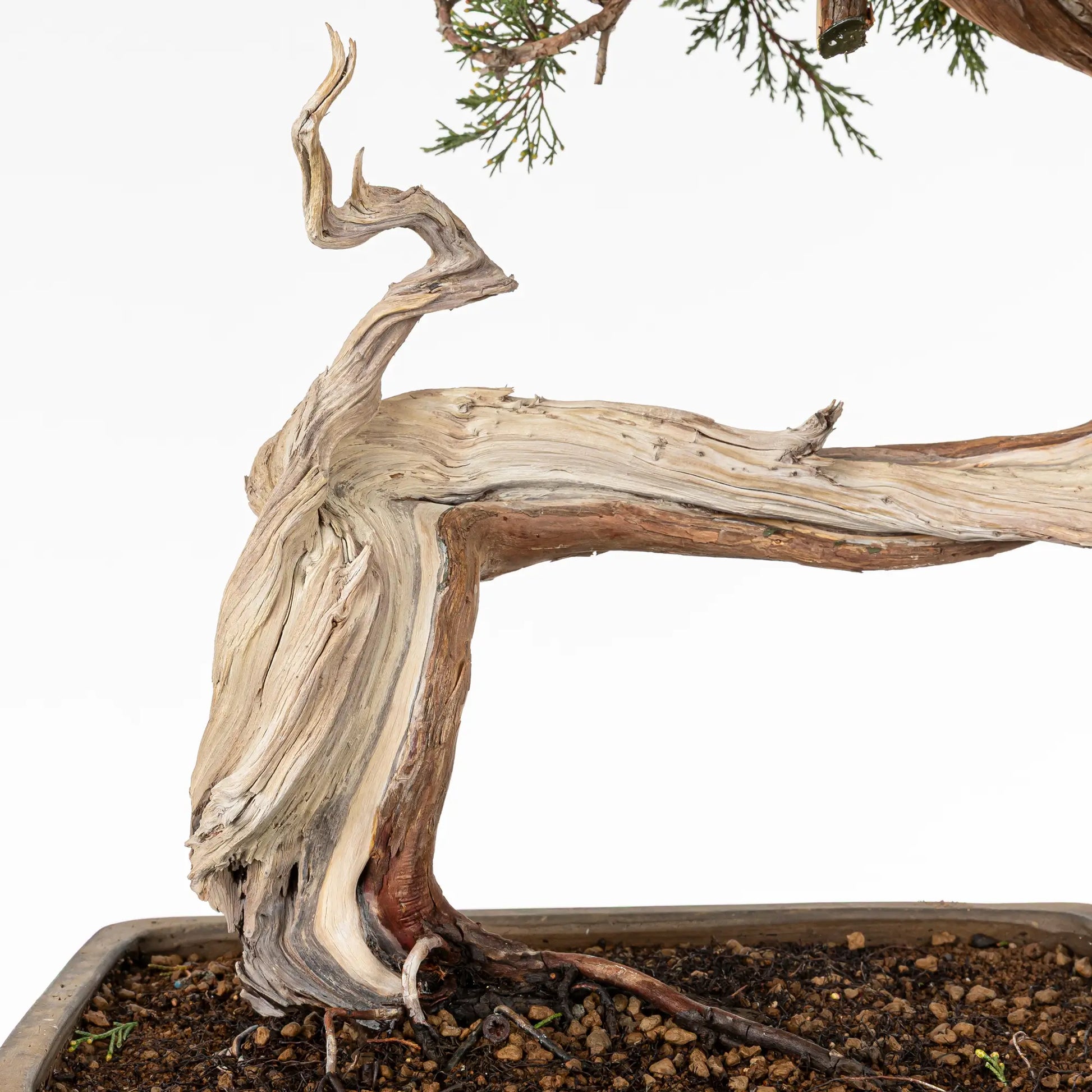 Detalle de vena, shari y jin de bonsai yamadori de juniperus sabina