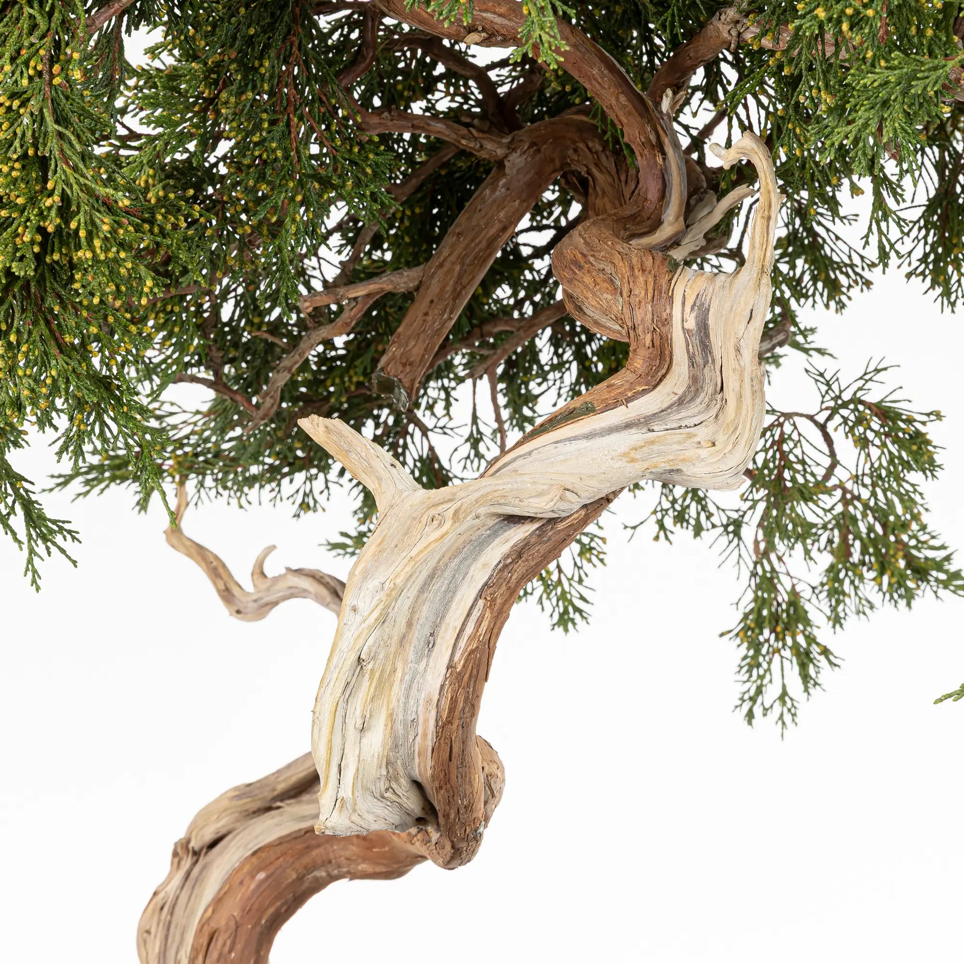 Detalle de vena, shari y jin de bonsai yamadori de juniperus sabina