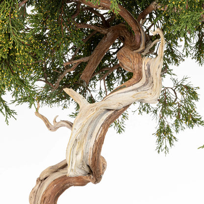Detalle de vena, shari y jin de bonsai yamadori de juniperus sabina