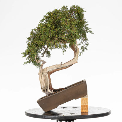 Dtalle de posible frente de bonsai de juniperus sabina