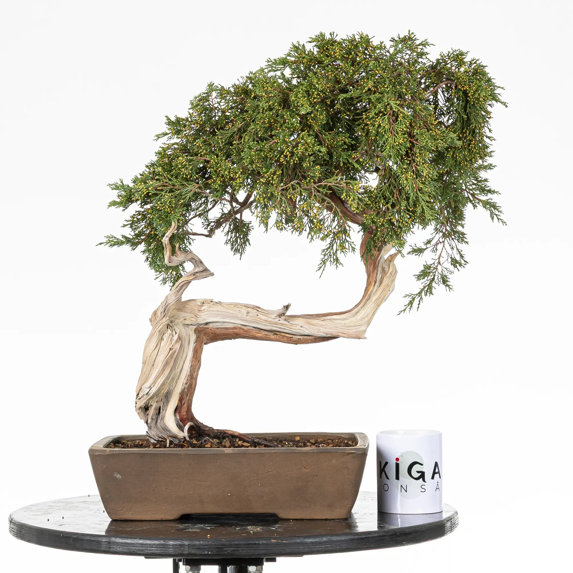 Comparativa de tamaño de bonsai yamadori de juniperus sabina con una taza de café de la tienda ikigai bonsai.