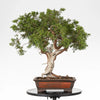 JUNIPERUS SABINA