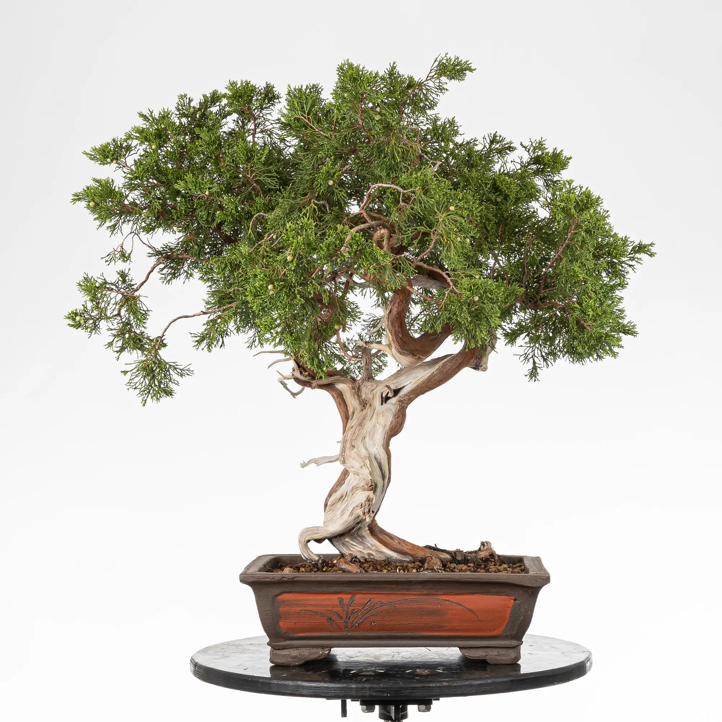 Bonsai yamadori de juniperus sabina en estilo moyogi y tamaño dai