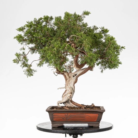 Bonsai yamadori de juniperus sabina en estilo moyogi y tamaño dai