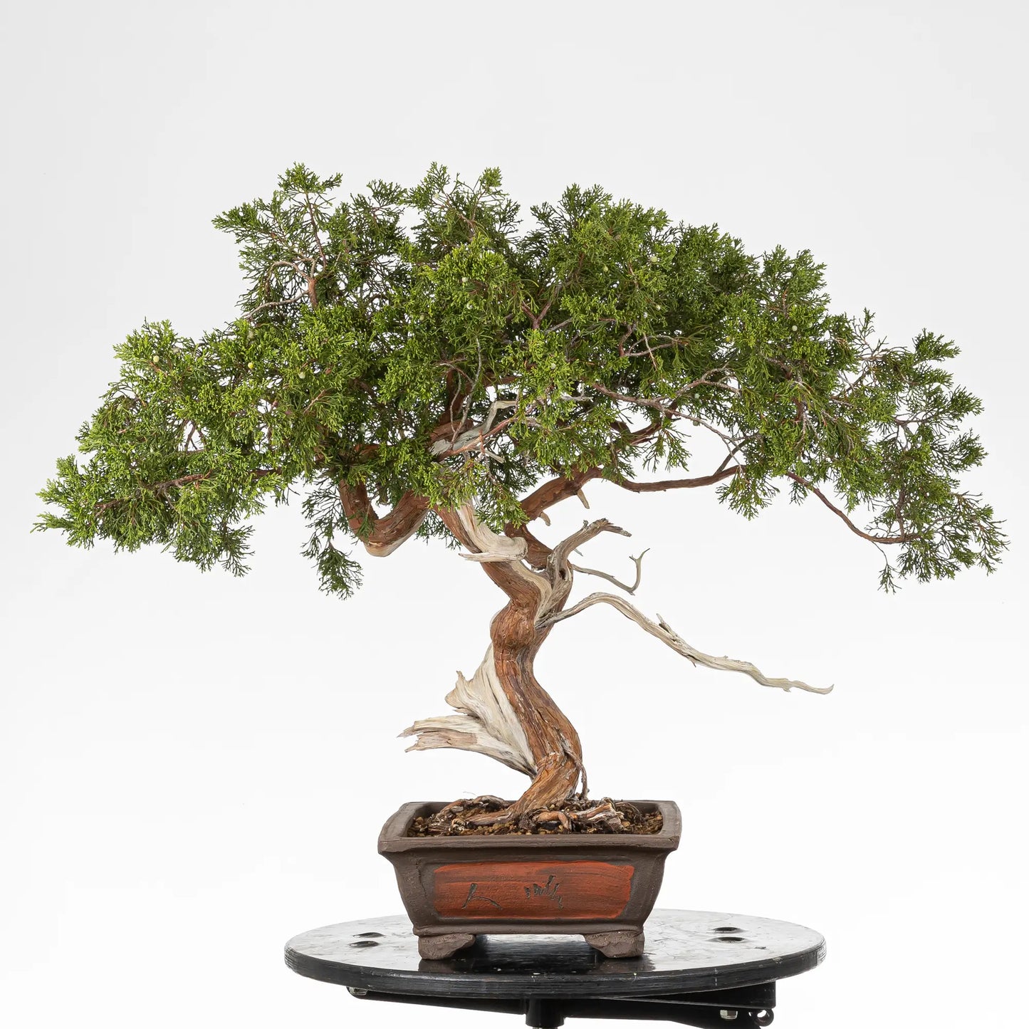 Cara derecha de bonsai yamadori de sabina