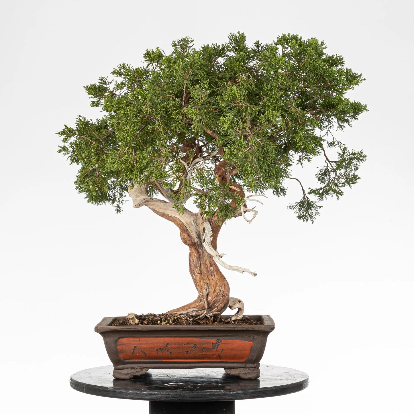Cara trasera de bonsai yamadori de sabina