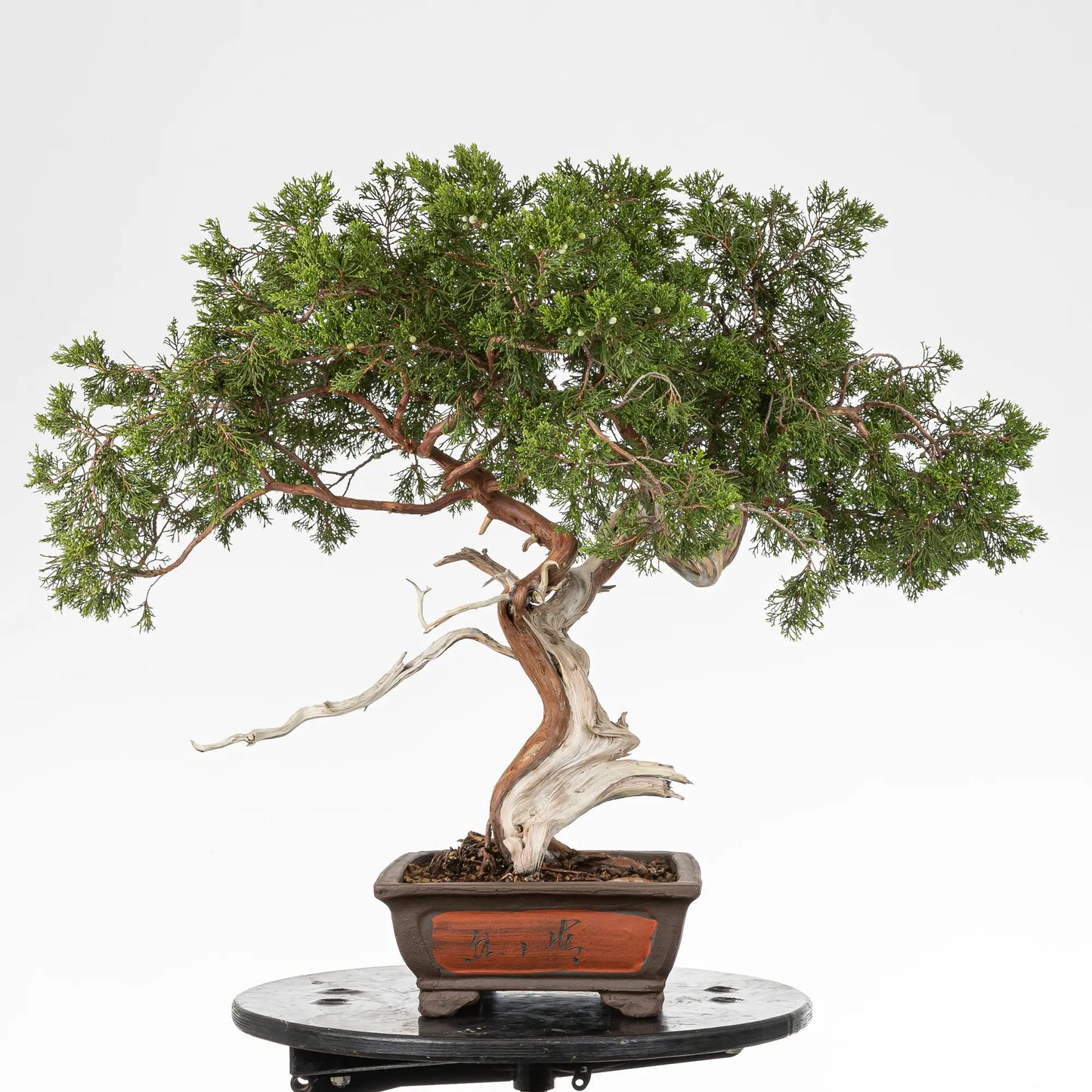 Cara izquierda de bonsai yamadori de sabina