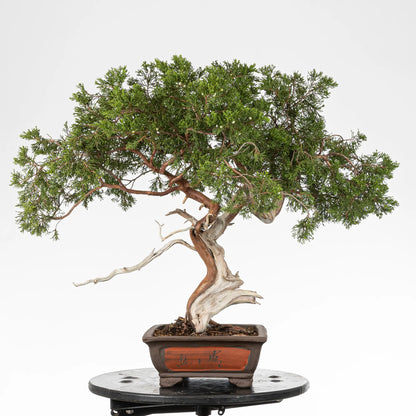 Cara izquierda de bonsai yamadori de sabina