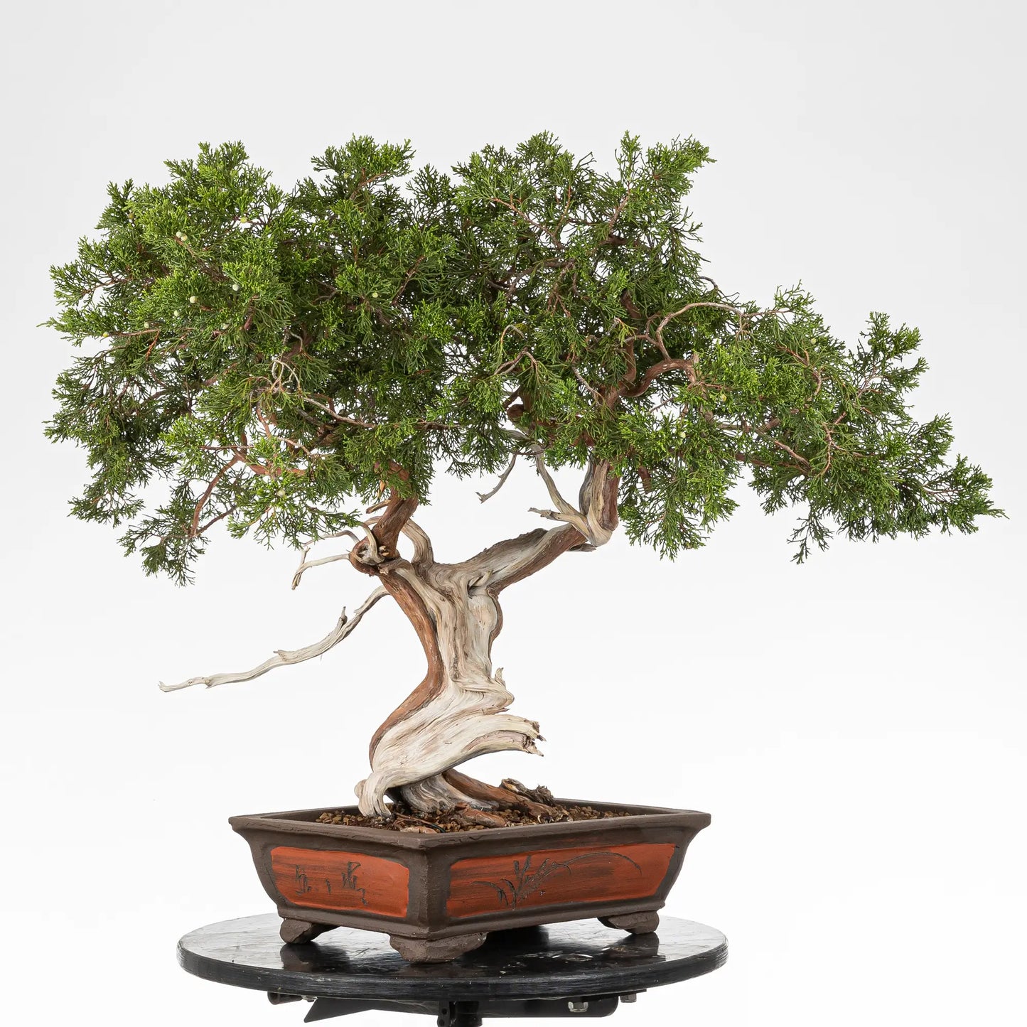 Posible frenfe de bonsai yamadori de sabina