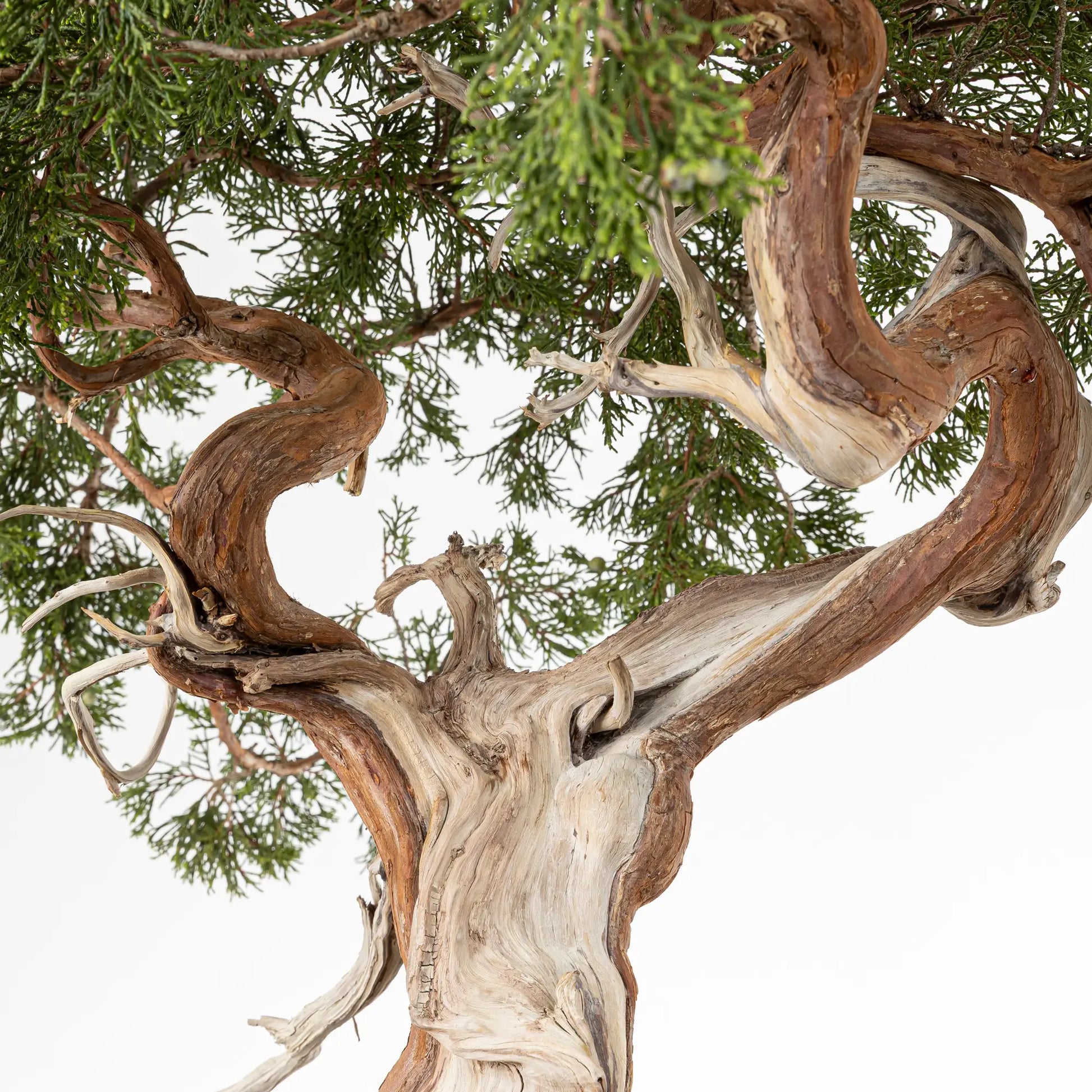 Detalle de shari y curvas de juniperus sabina