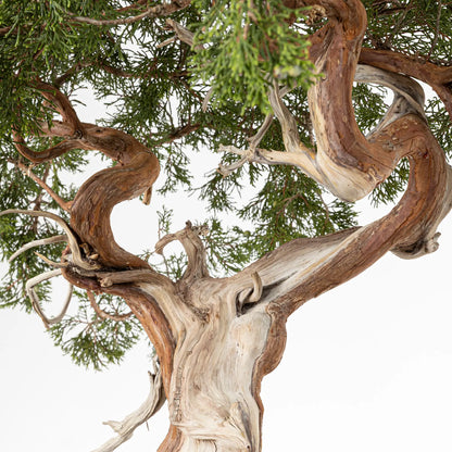 Detalle de shari y curvas de juniperus sabina