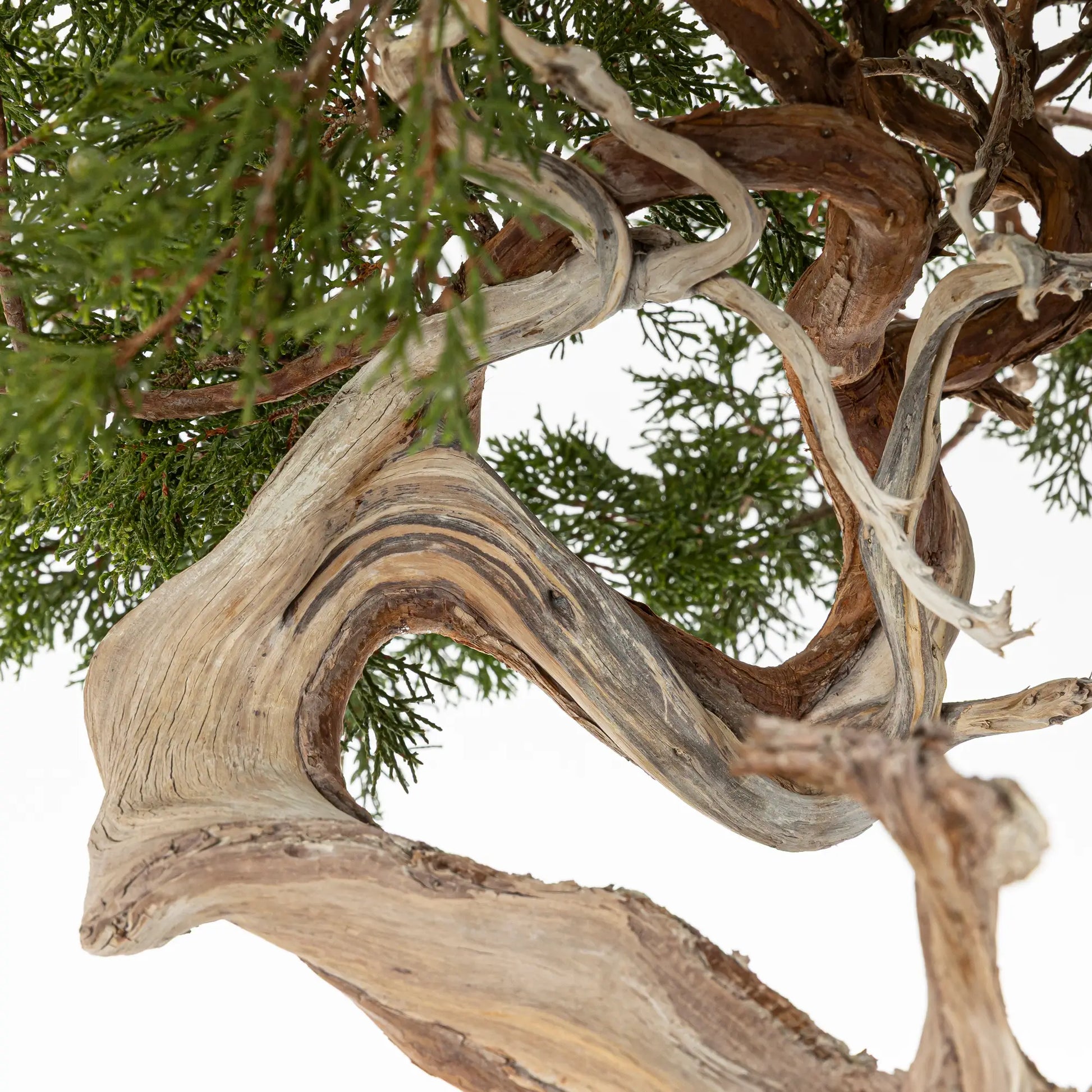 Detalle de shari y jines de bonsai de juniperus sabina