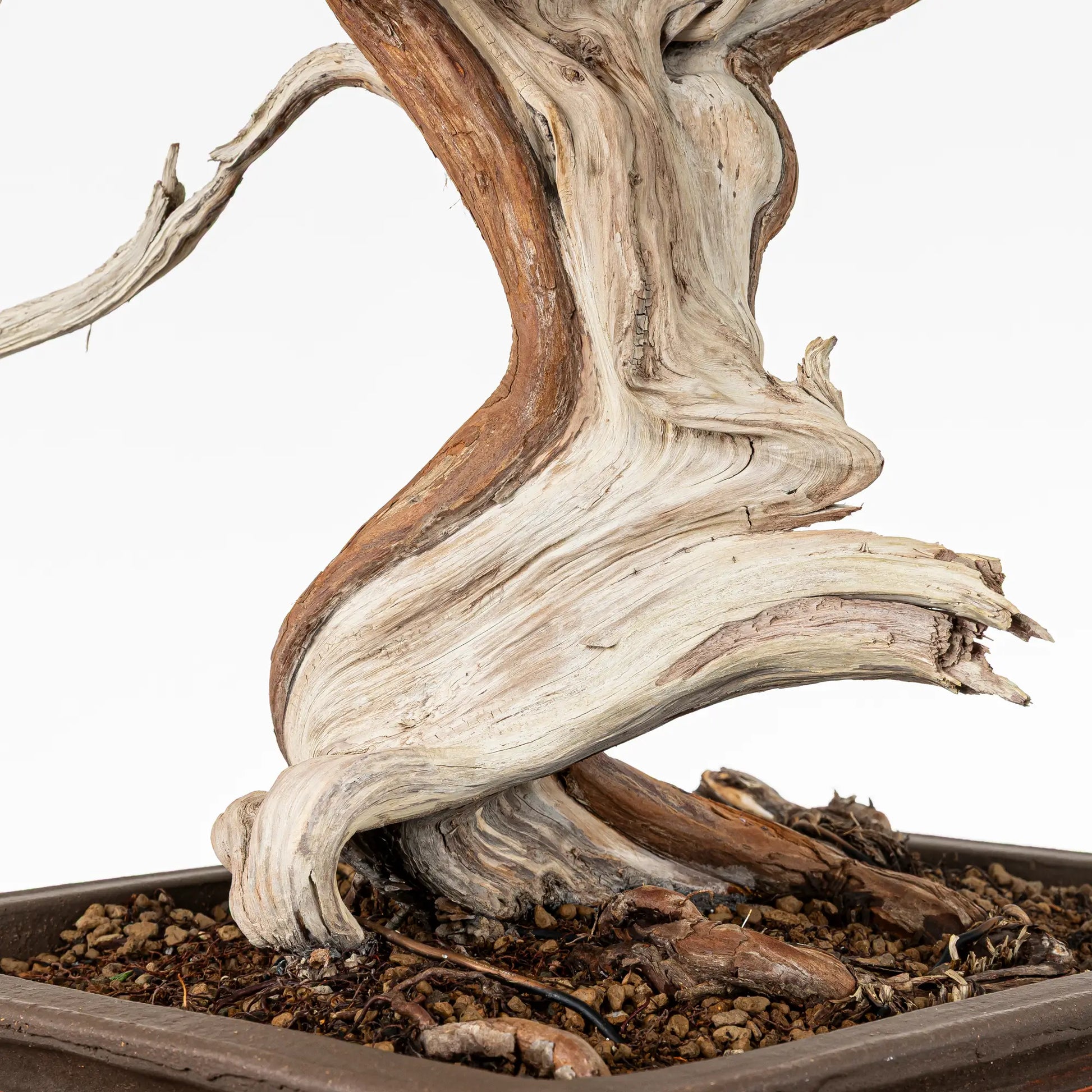 Detalle de base o nebari de juniperus sabina