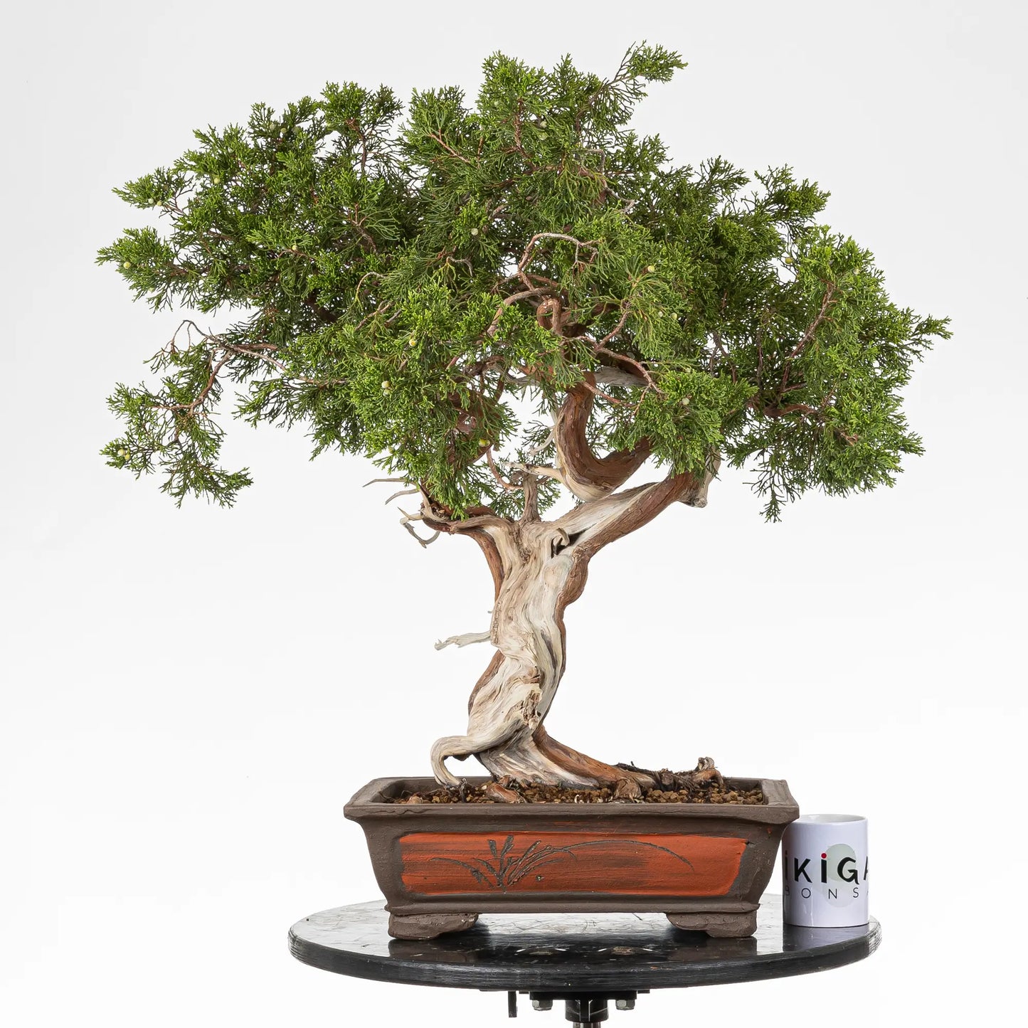 Comparativa de tamaño de bonsai de juniperus sabina con una taza de la tienda ikigai bonsai