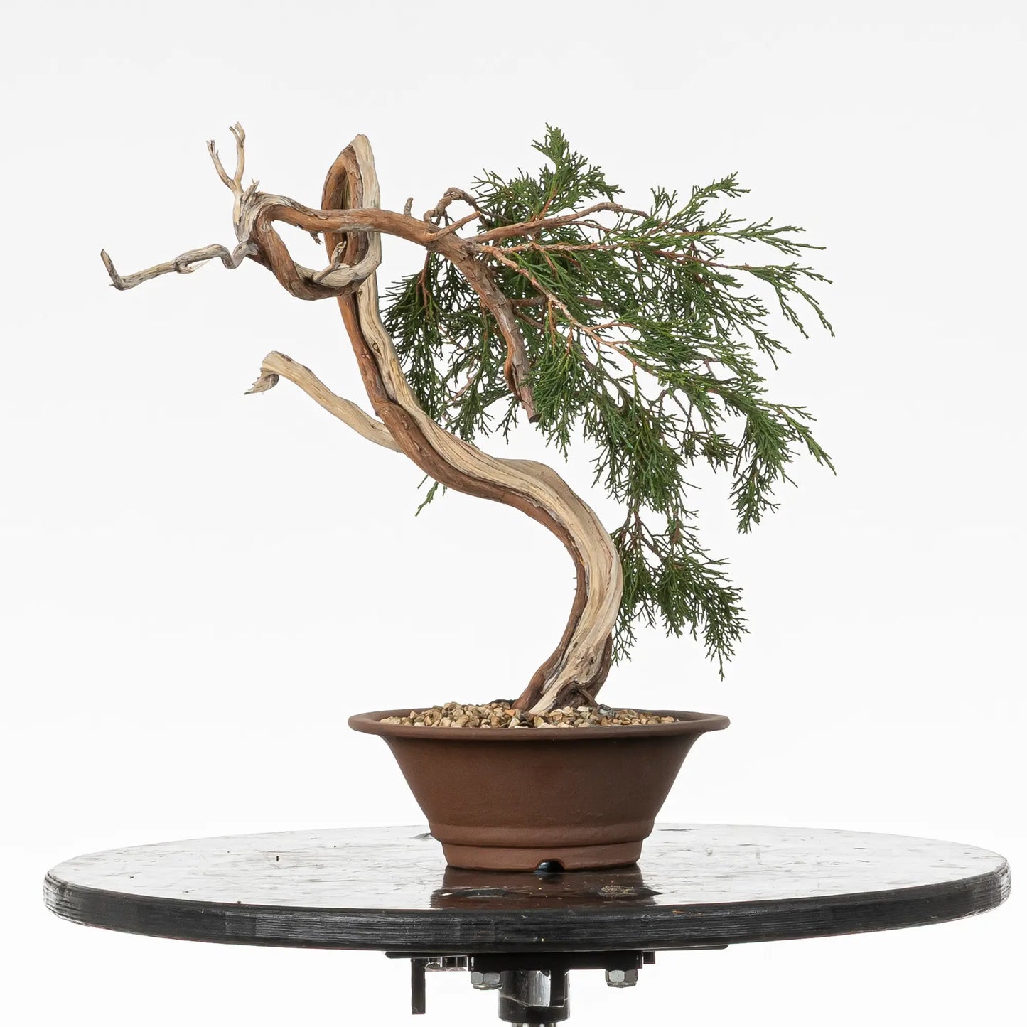 Bonsai yamadori de juniperus sabina tamaño kifu estilo bunjin