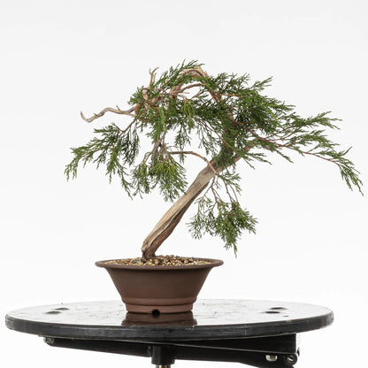 Cara derecha de bonsai yamadori de juniperus sabina 