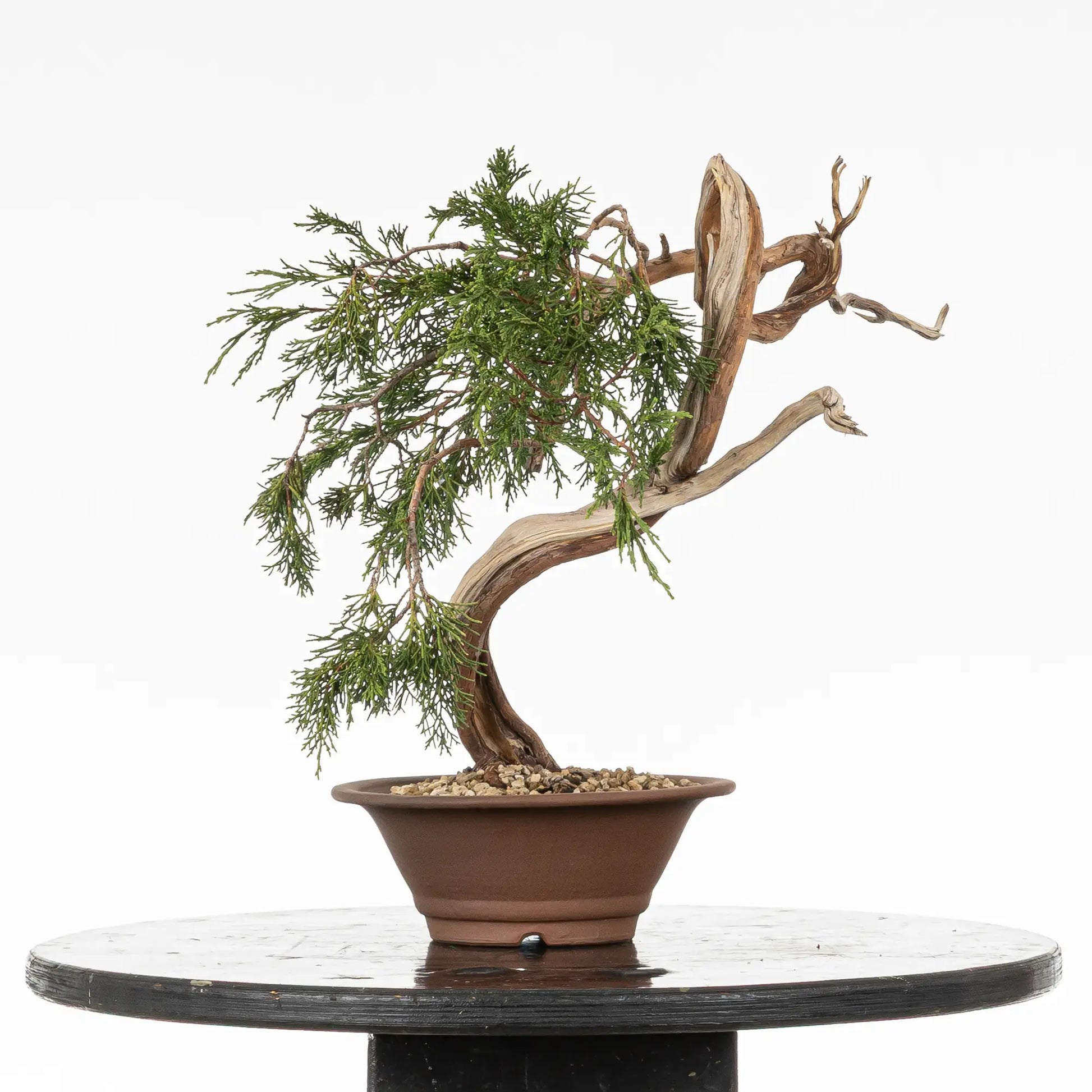 Cara trasera de bonsai yamadori de juniperus sabina