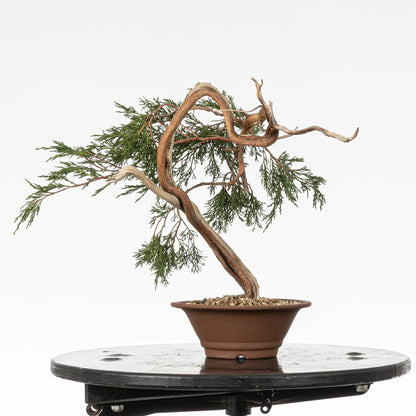 Cara izquierda de bonsai yamadori de juniperus sabina