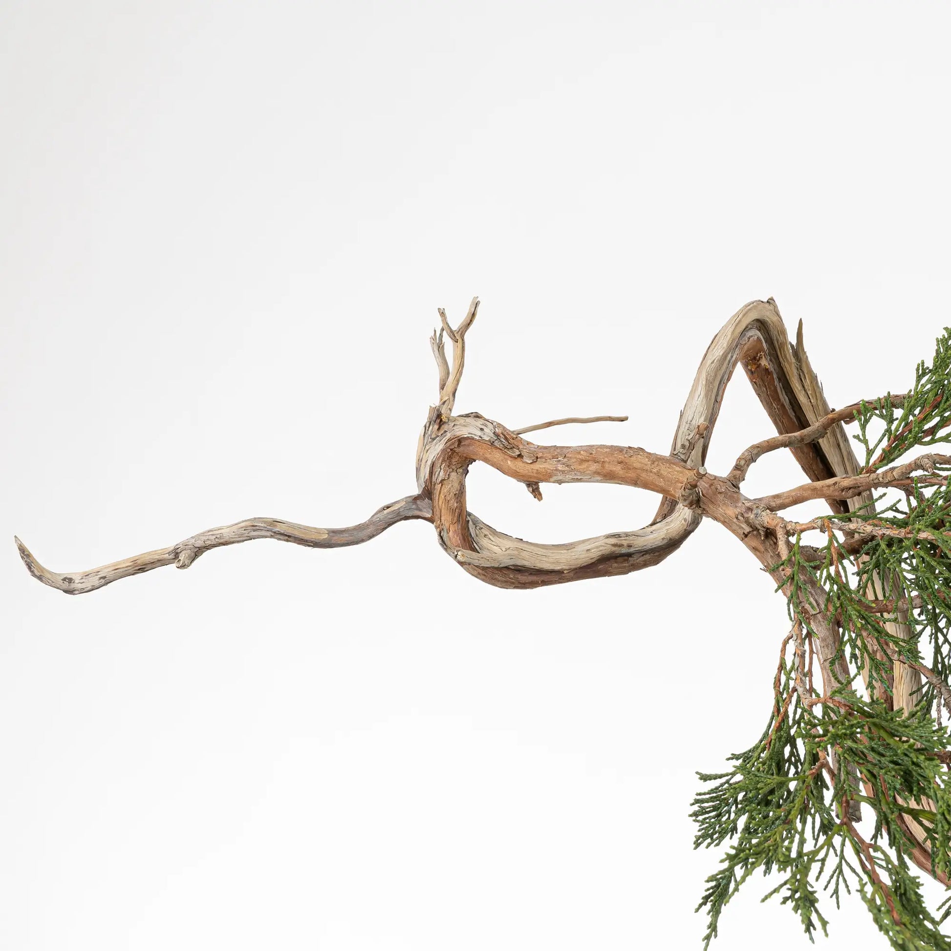 Detalle de jin, curvas y sharis de bonsai yamadori de juniperus sabina