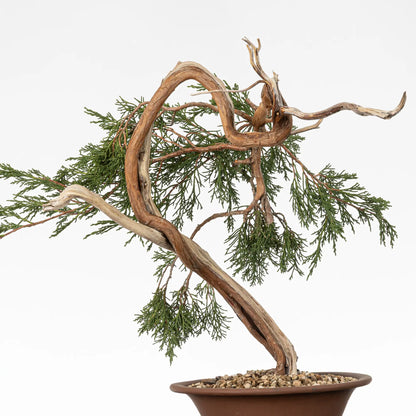 Detalle de vena y curvas de bonsai yamadori de juniperus sabina