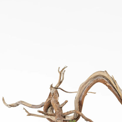 Detalle de shari y venas de bonsai yamadori de juniperus sabina