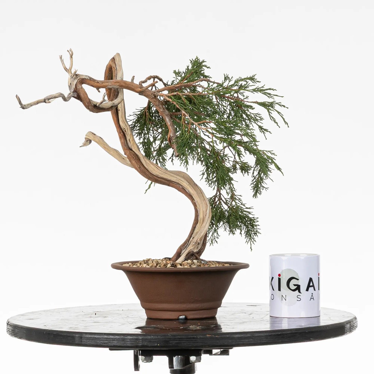 Comparativa de tamaño de bonsai yamadori de juniperus sabina con una taza de café de la tienda ikigai bonsai.