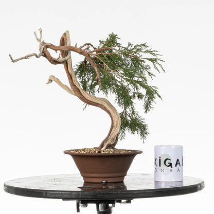 Comparativa de tamaño de bonsai yamadori de juniperus sabina con una taza de café de la tienda ikigai bonsai.