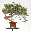 JUNIPERUS SABINA