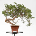 Frente de prebonsai juniperus sabina araki en maceta de bonsai.