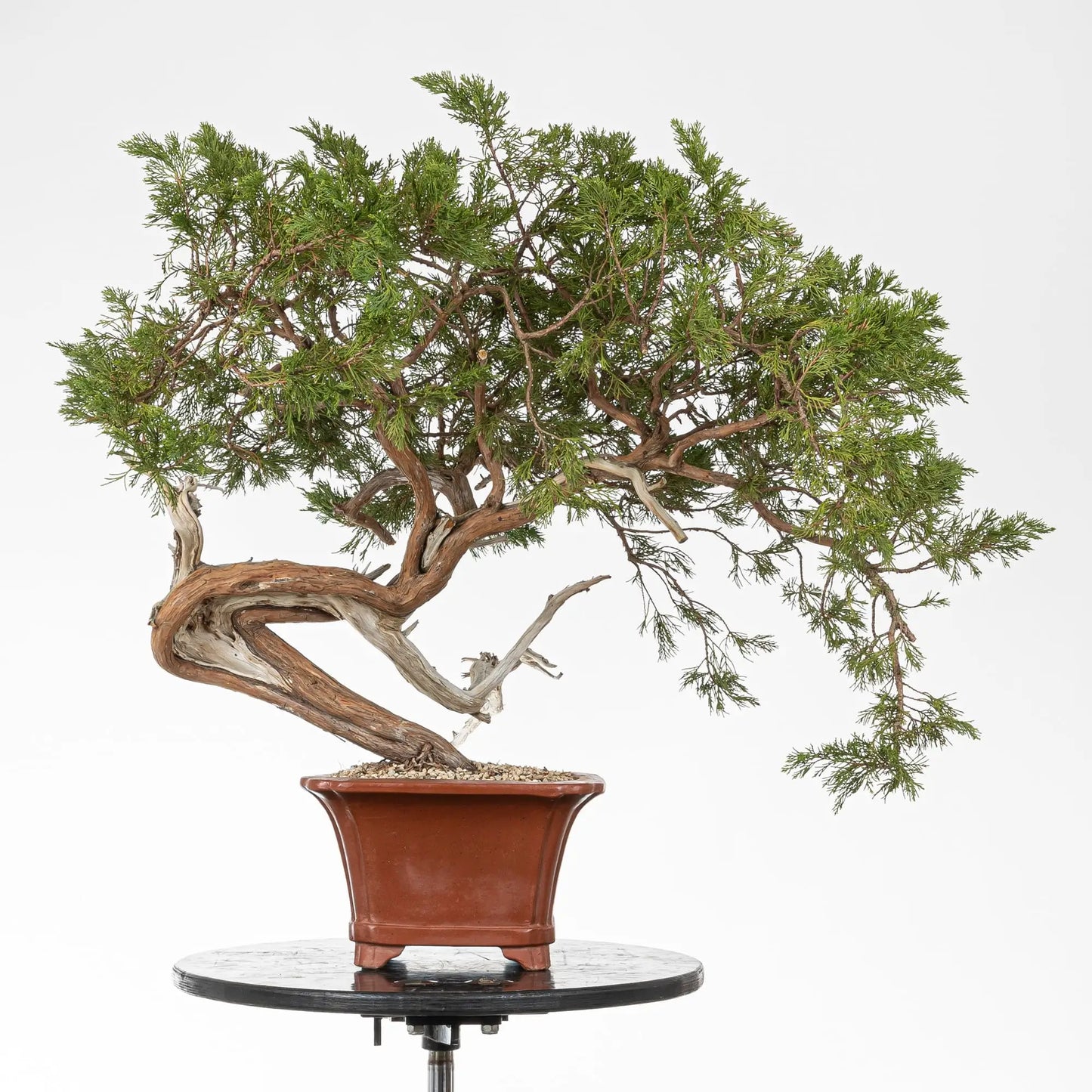 Frente de prebonsai juniperus sabina araki en maceta de bonsai.