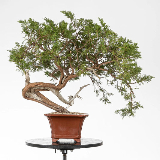 Frente de prebonsai juniperus sabina araki en maceta de bonsai.
