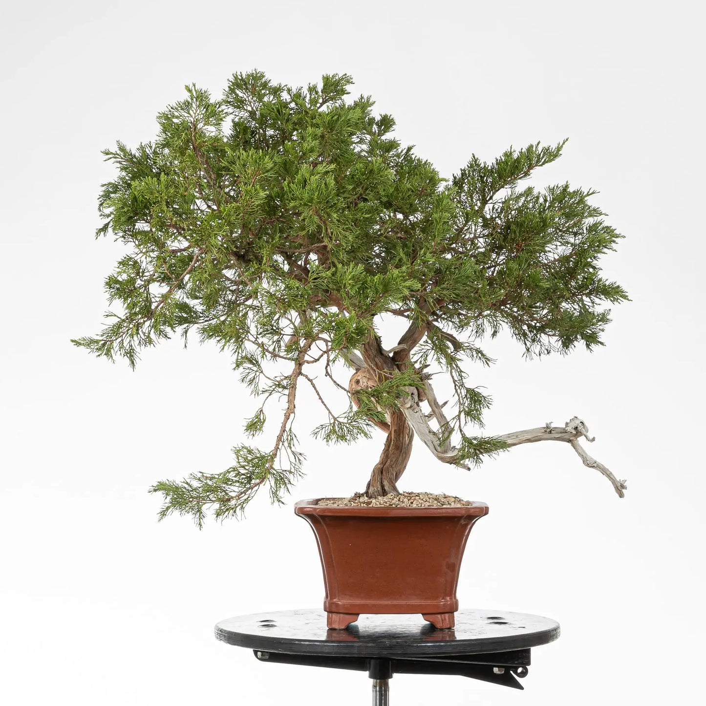 Lado derecho de juniperus sabina 