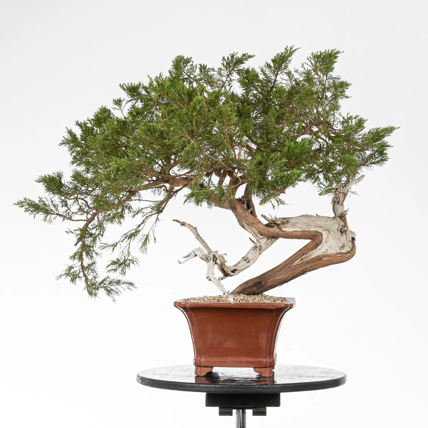 Cara trasera de junipero sabina con curba fuerte y shari potente.