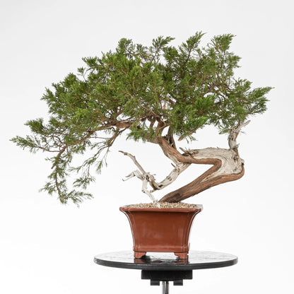 Cara trasera de junipero sabina con curba fuerte y shari potente.